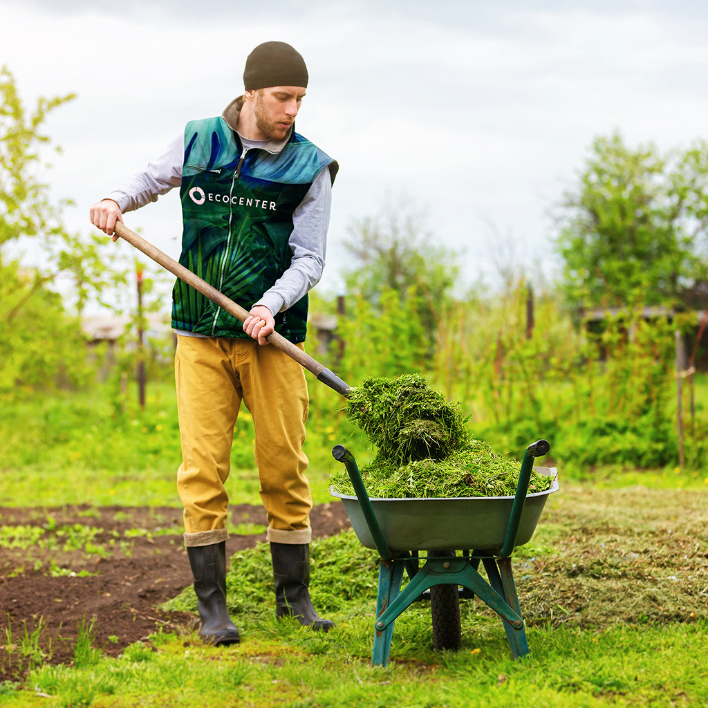 Male gardener is filling wheelbarrow with green grass using shovel at spring garden background.